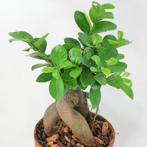 Ficus microcarpa