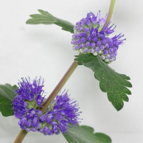 Caryopteris incana