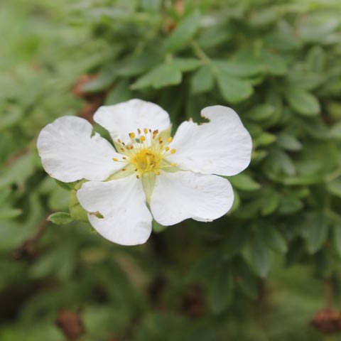 Dasiphora fruticosa Abbotswood