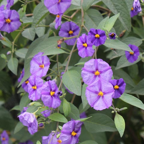 Lycianthes rantonnetii