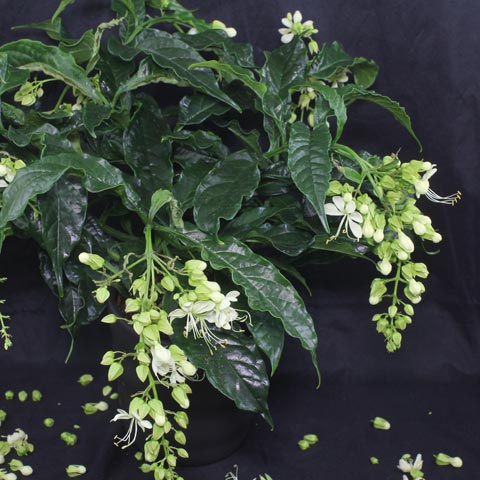 Clerodendrum wallichii