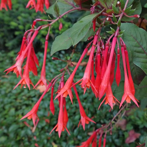 Fuchsia triphylla