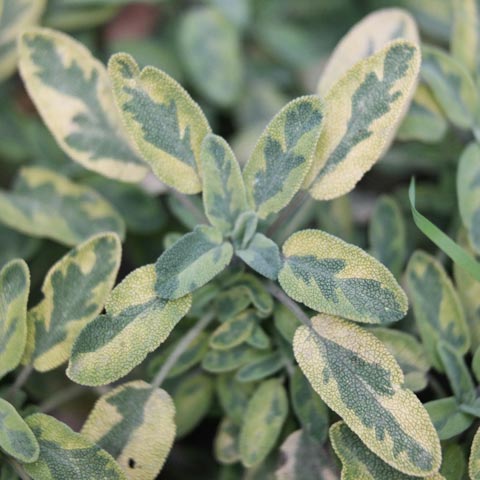 Salvia officinalis Icterina