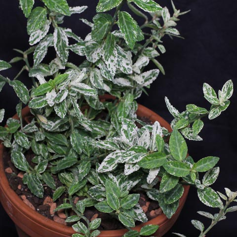 Euonymus fortunei Harlequin