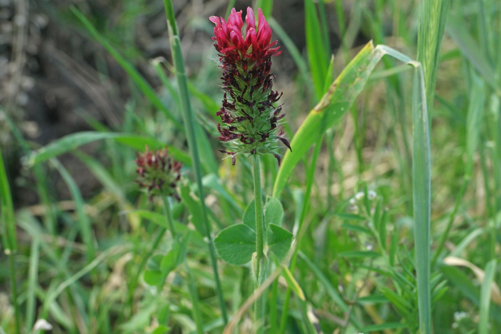 Trifolium incarnatum