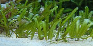 Aquatic Plants