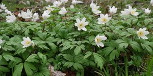 European Wildflowers