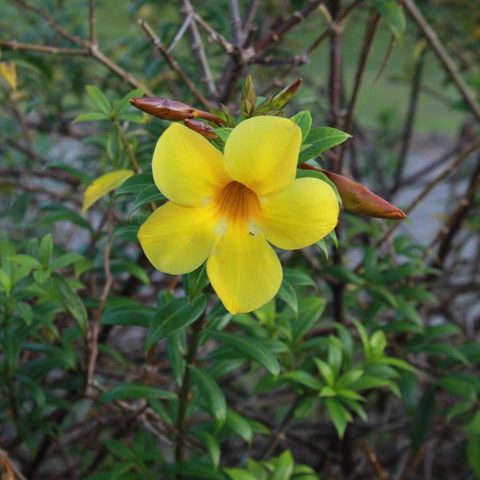 Allamanda