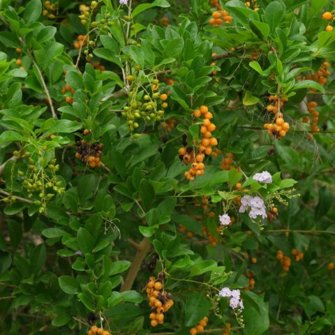 Duranta erecta