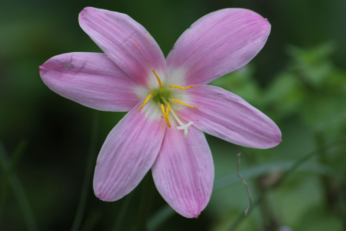 Habranthus robustus