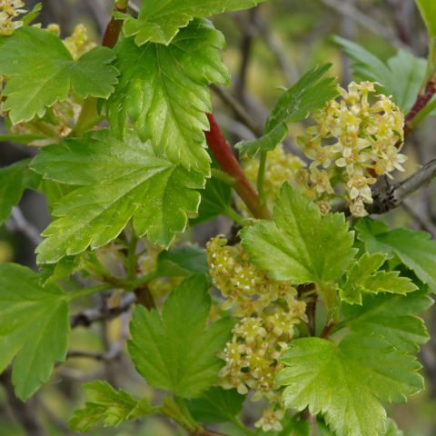 Ribes alpinum