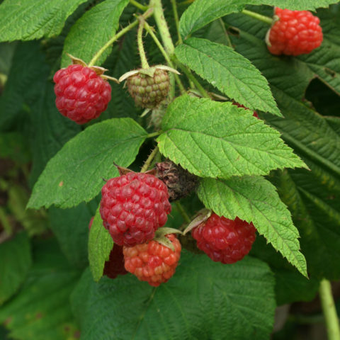 Rubus idaeus