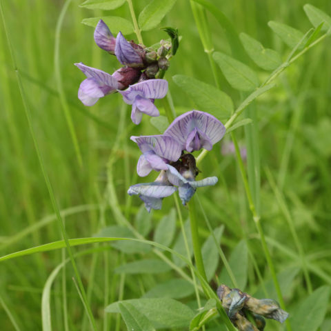 Vicia sepium