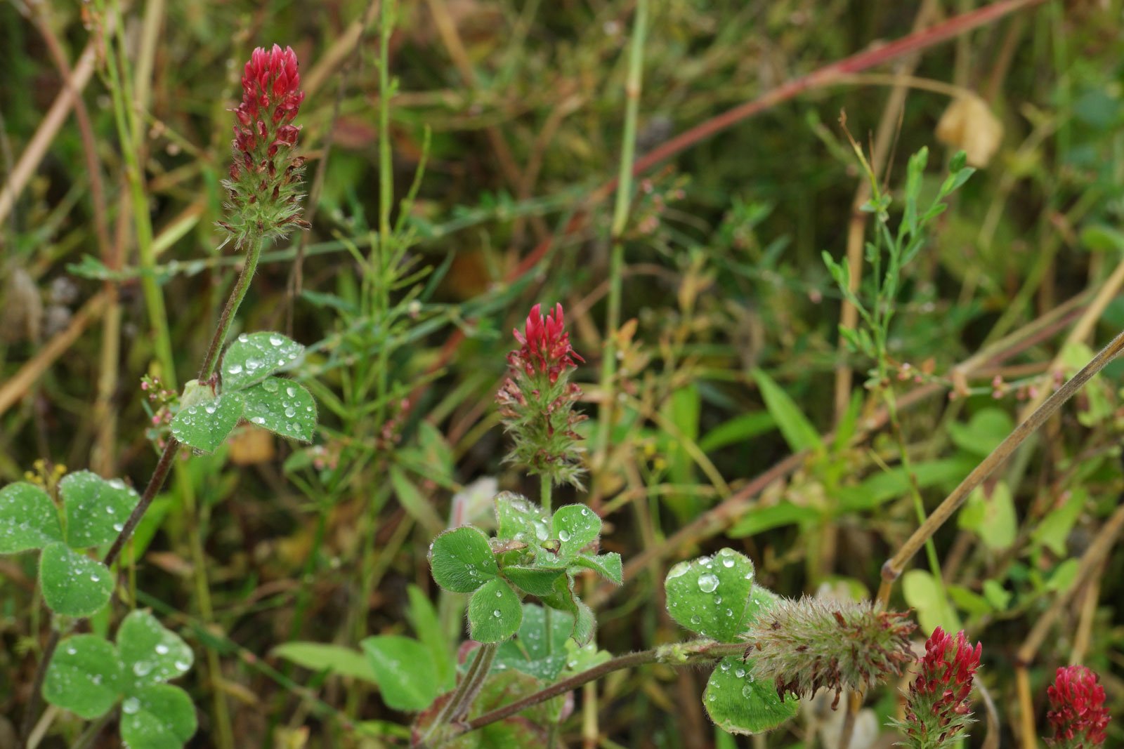 Trifolium incarnatum