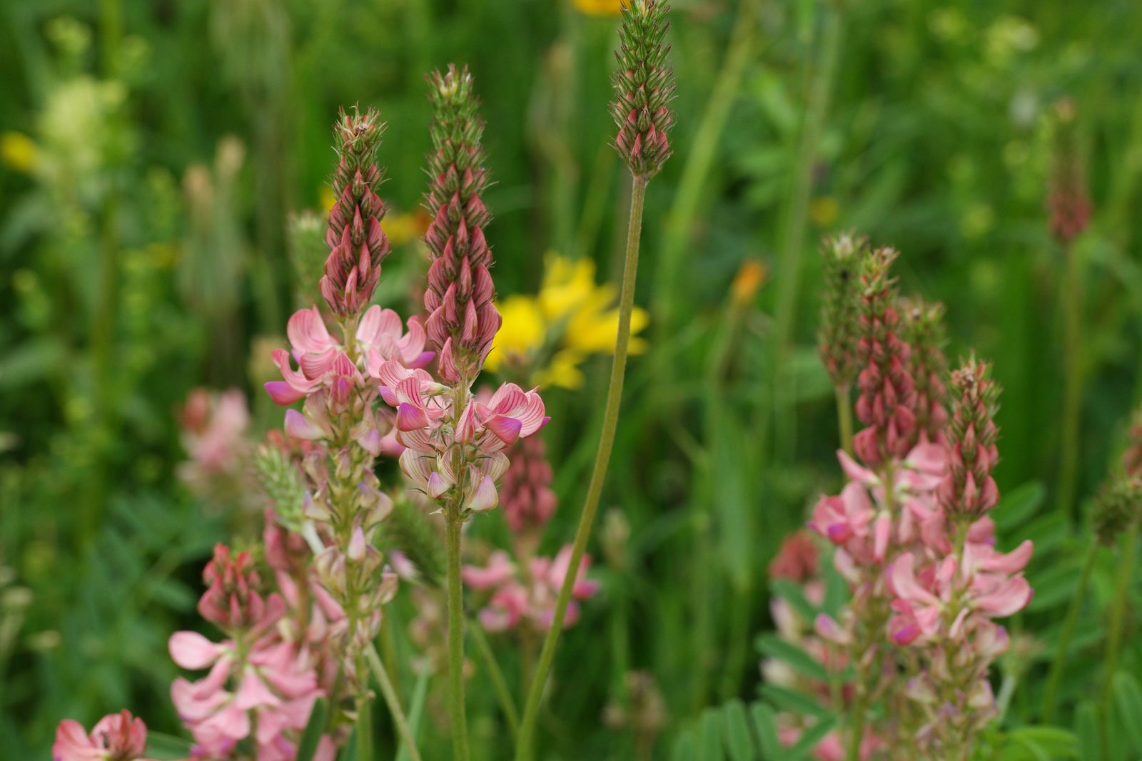 Onobrychis viciifolia