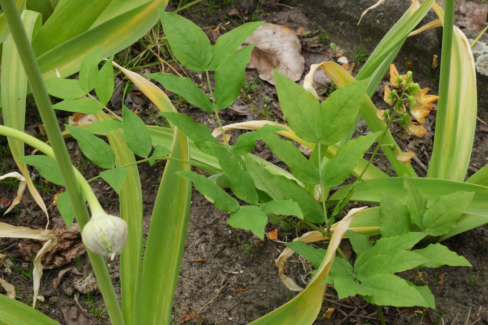 Lathyrus aureus