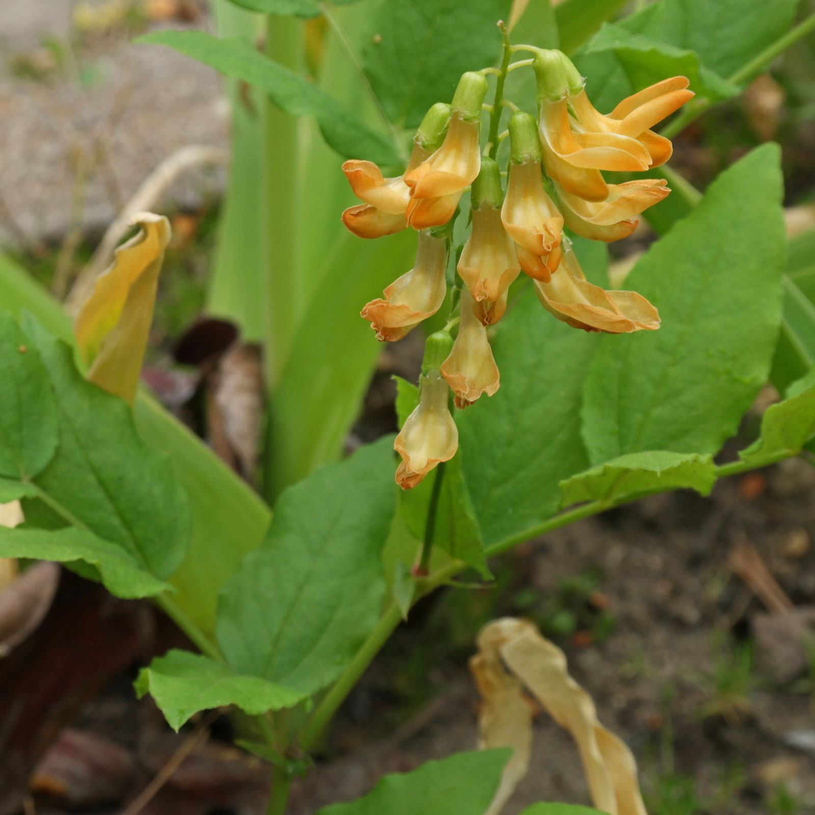 Lathyrus aureus