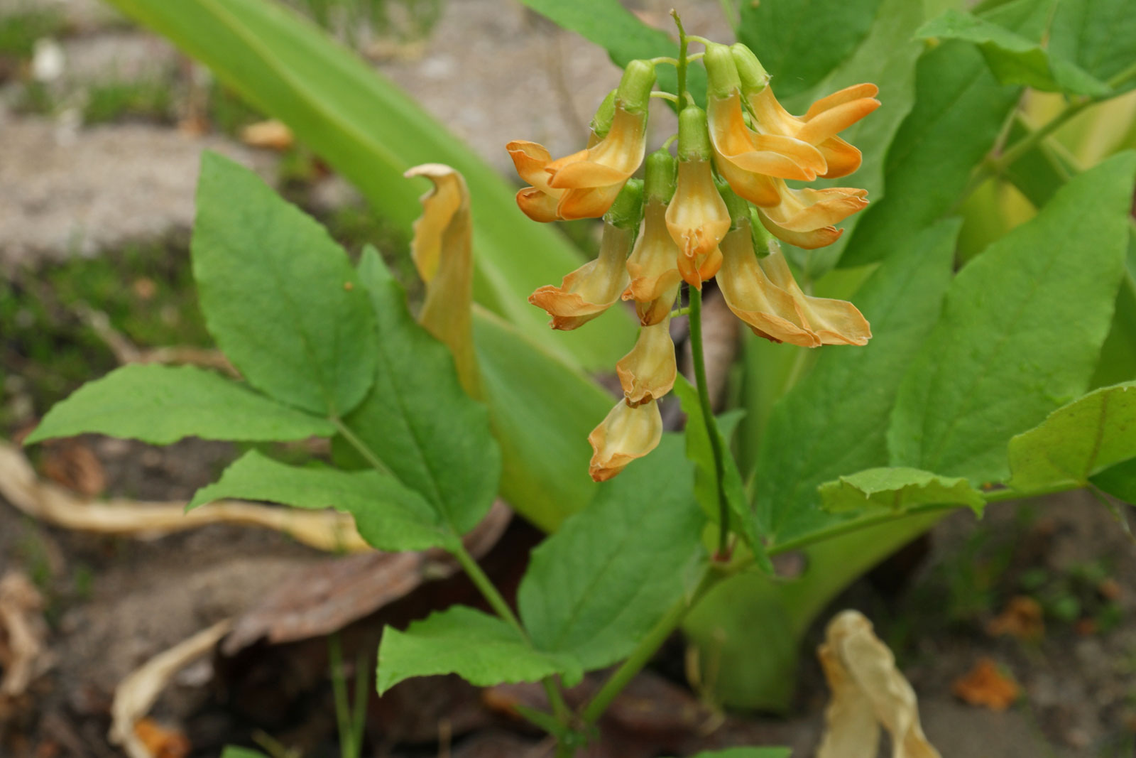 Lathyrus aureus