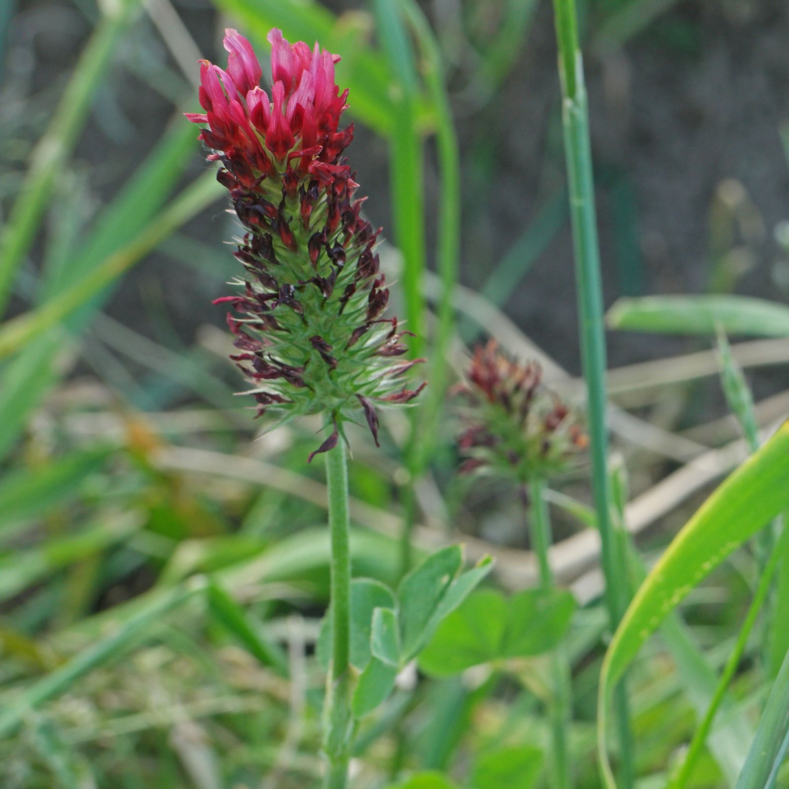 Trifolium incarnatum