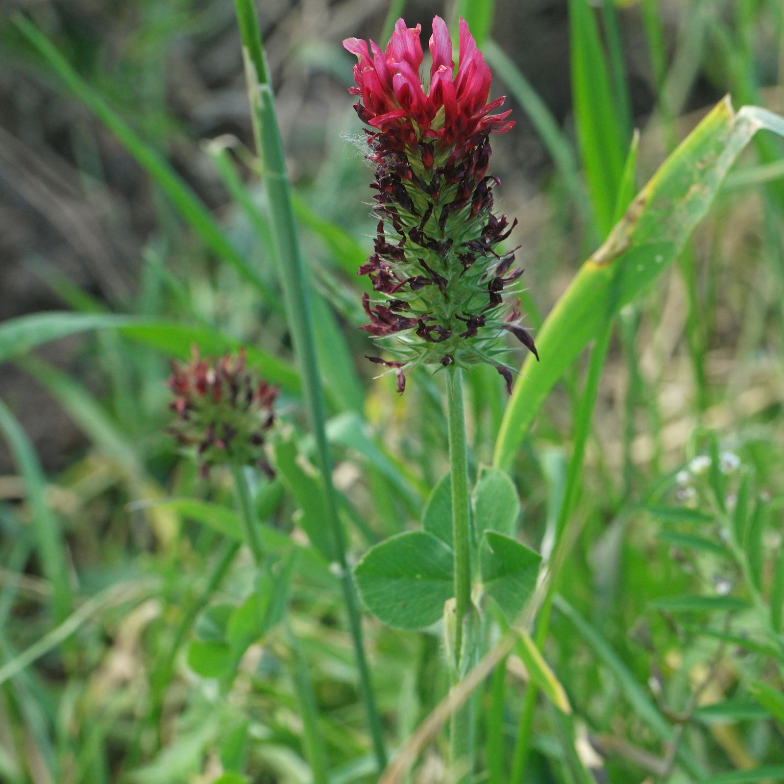 Trifolium incarnatum