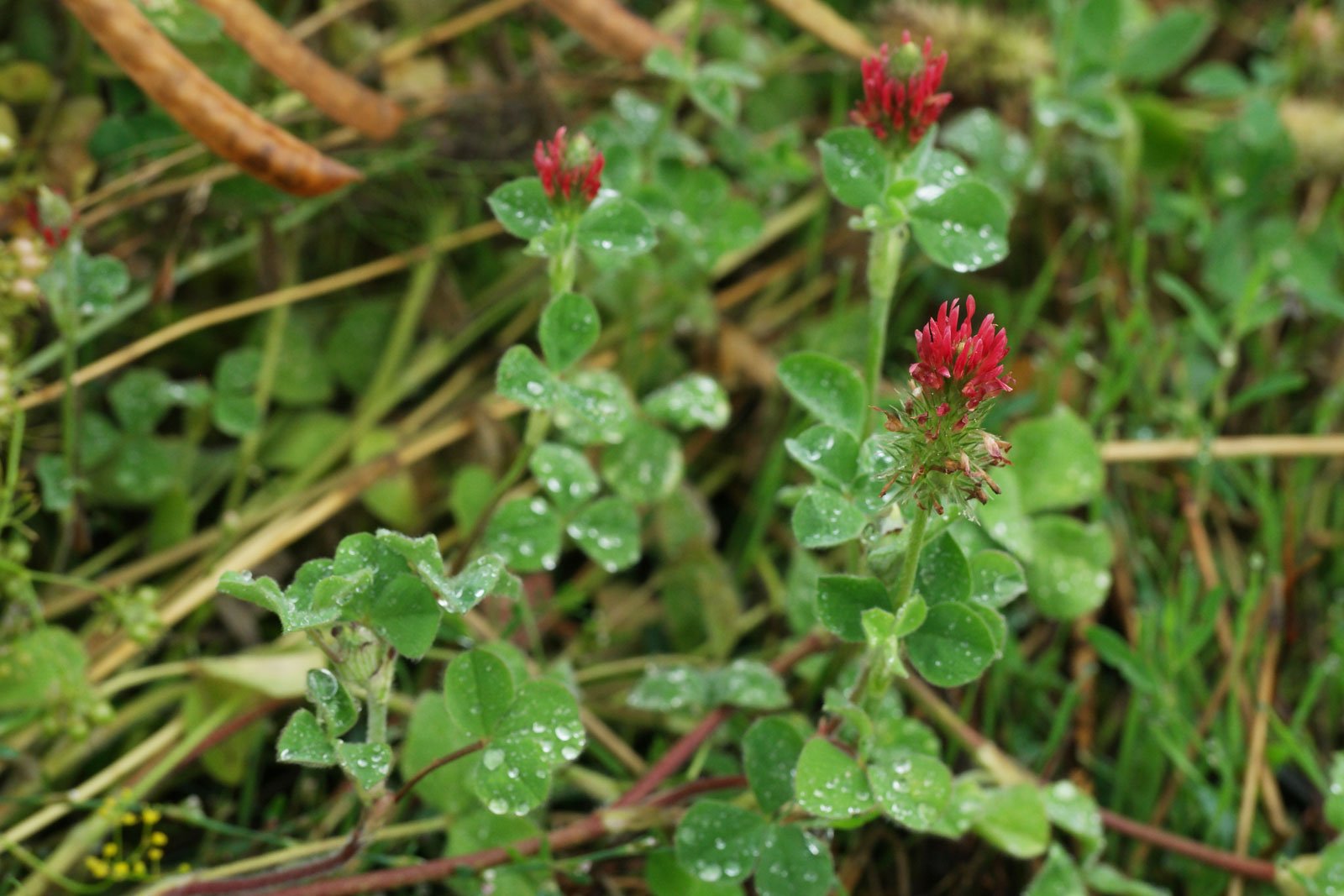 Trifolium incarnatum