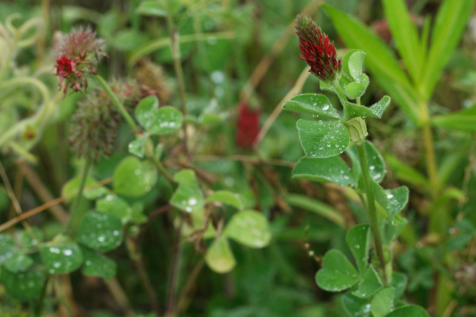 Trifolium incarnatum