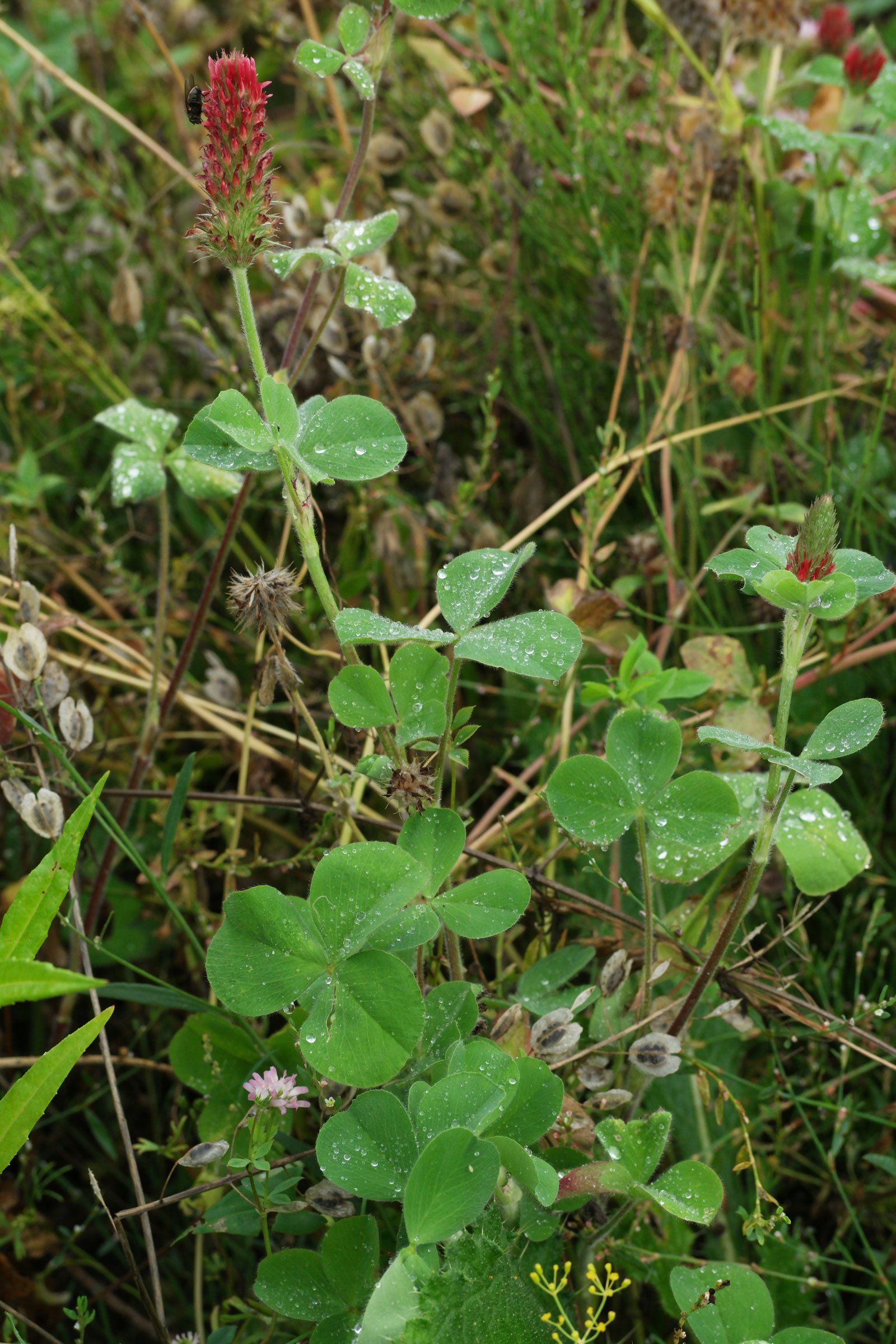 Trifolium incarnatum