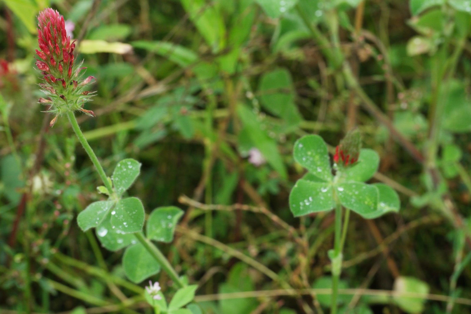 Trifolium incarnatum