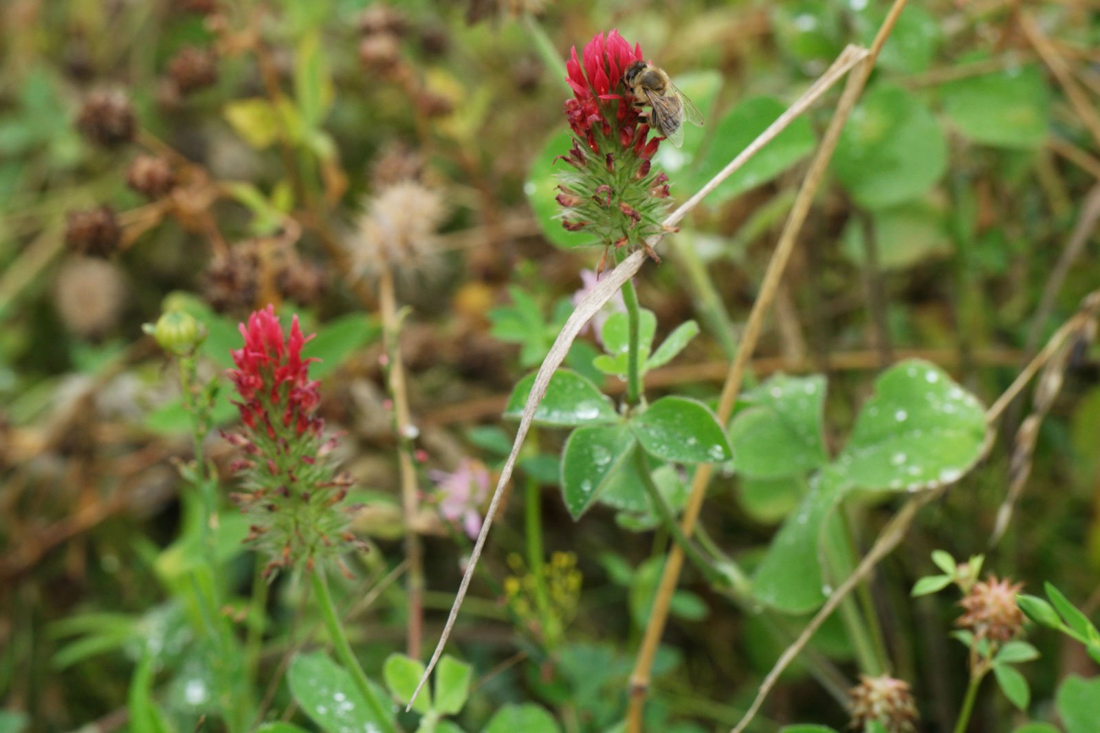 Trifolium incarnatum