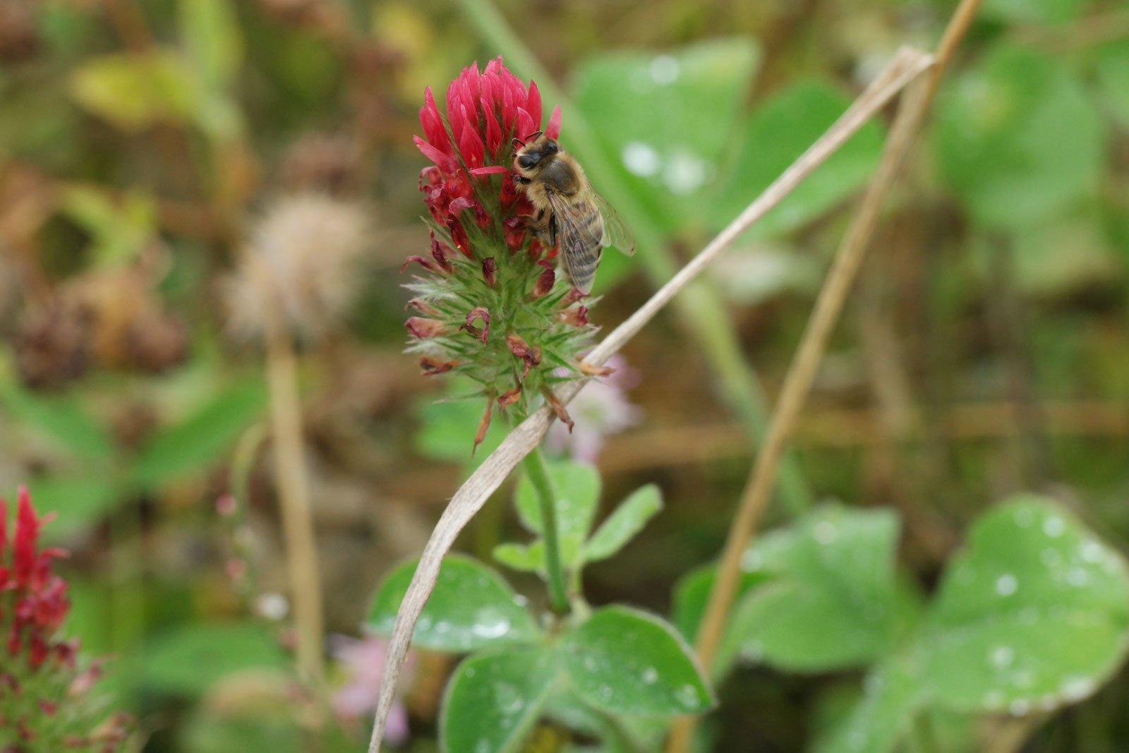 Trifolium incarnatum