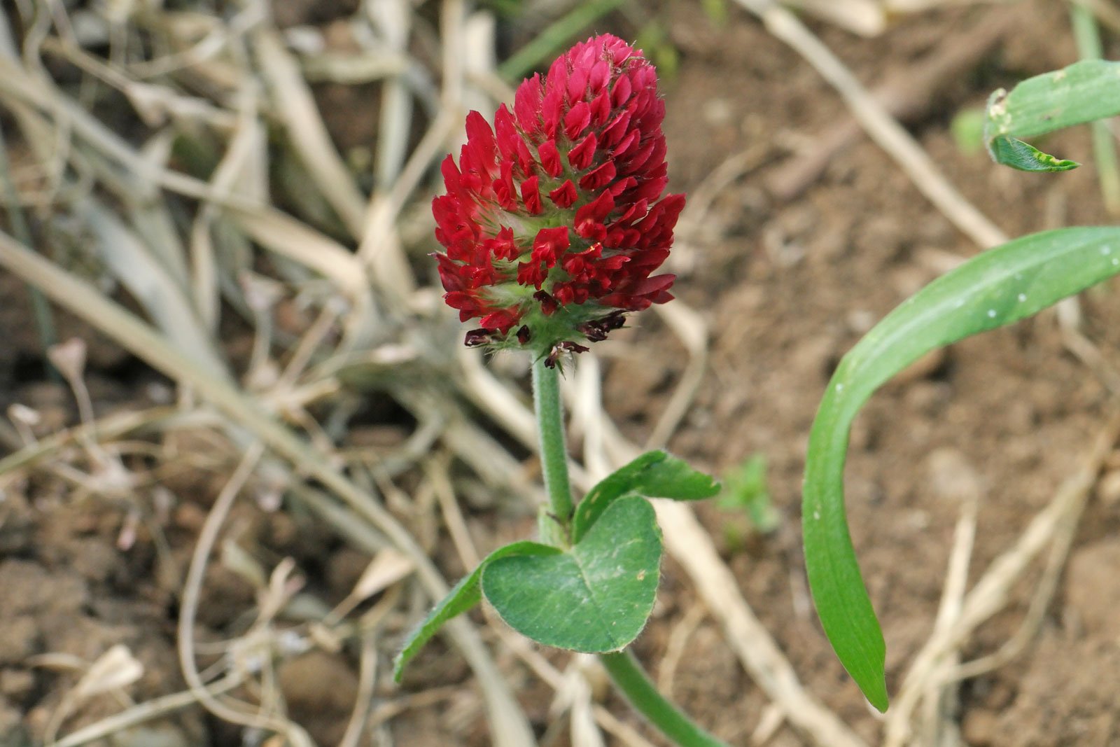 Trifolium incarnatum