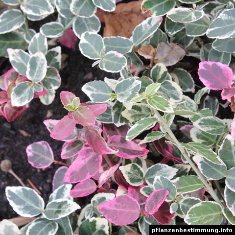 euonymus fortunei