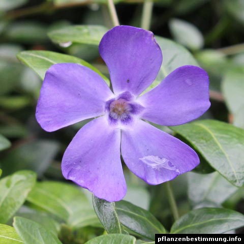 vinca minor