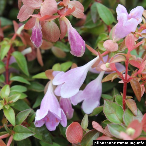 1 Abelia grandiflora