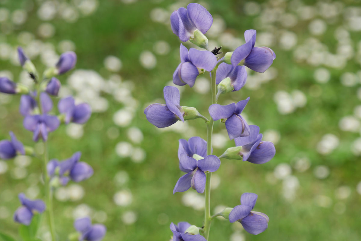 Baptisia australis