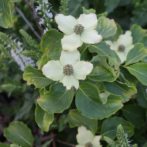 Cornus kousa