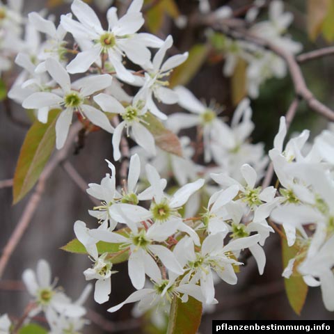 Amelanchier lamarckii