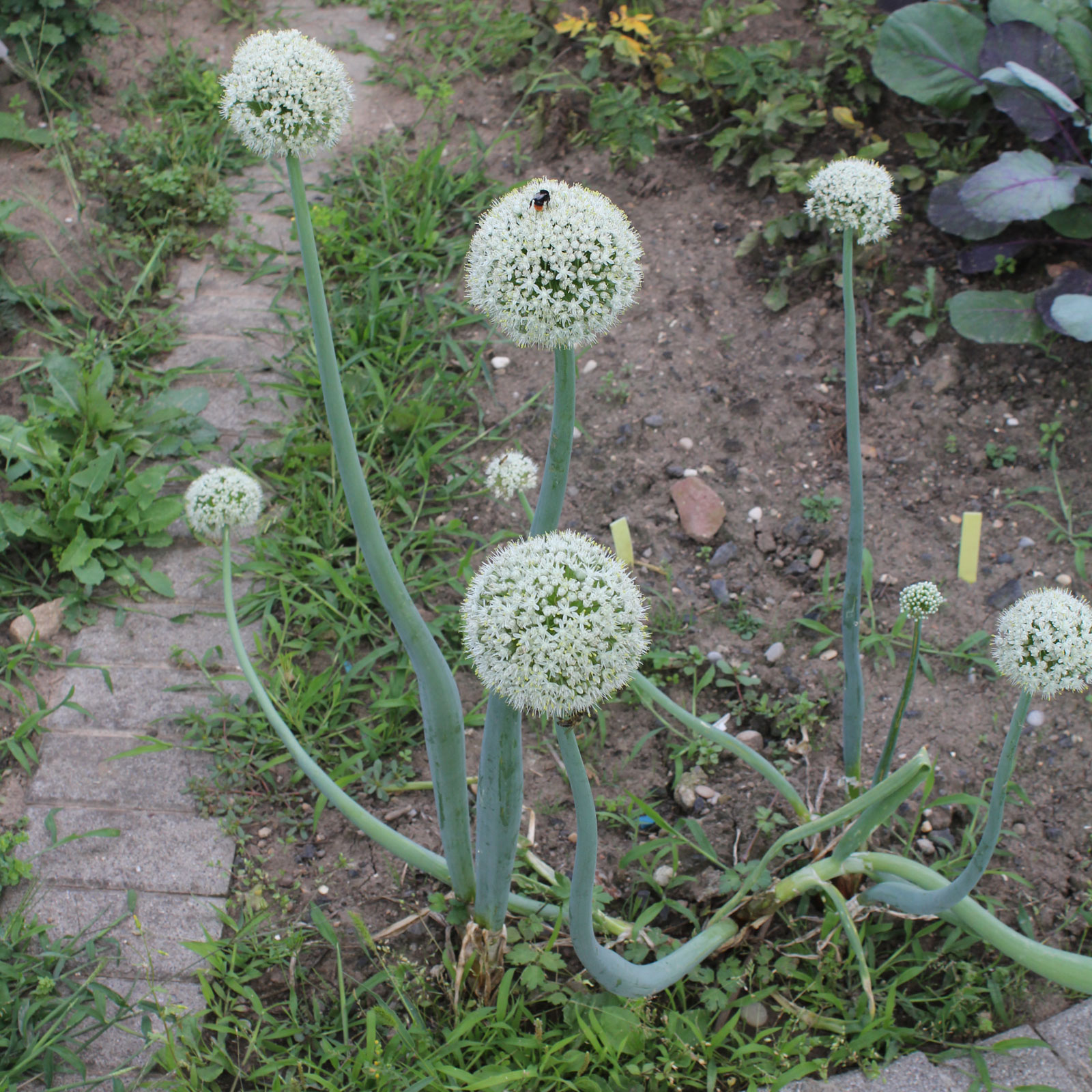 Allium cepa