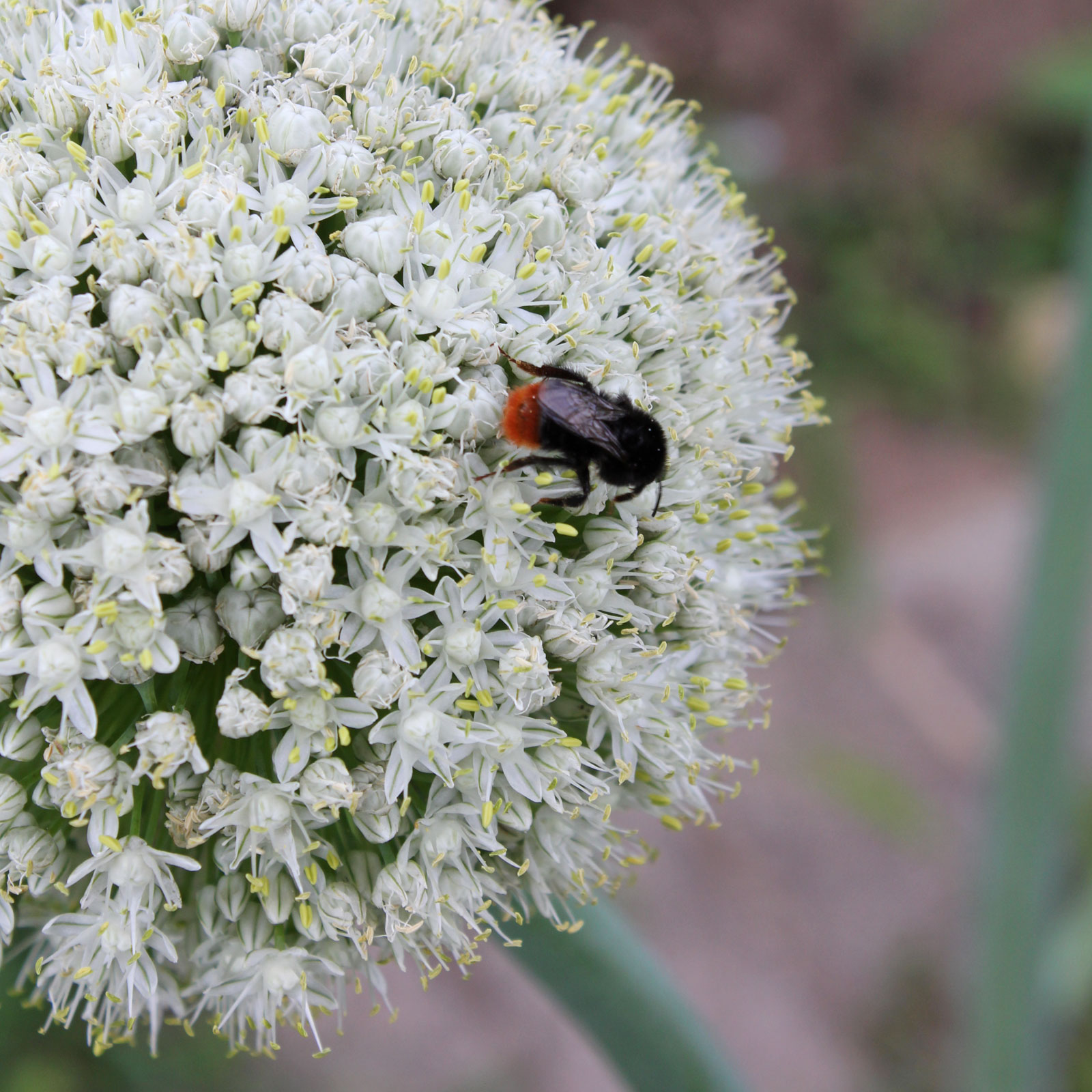 Allium cepa