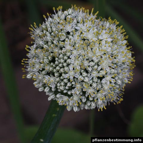 Allium cepa