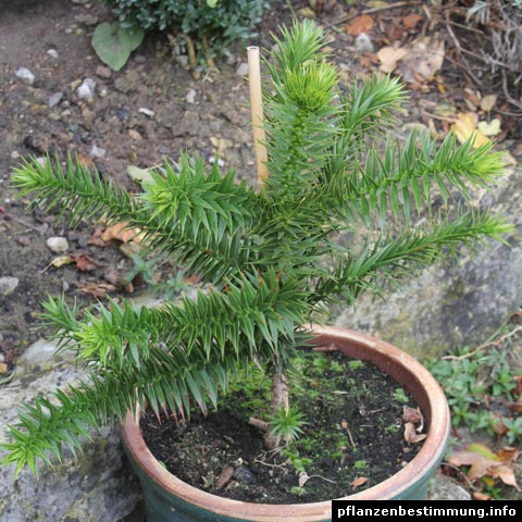 Araucaria araucana