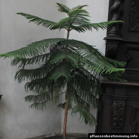 Araucaria heterophylla