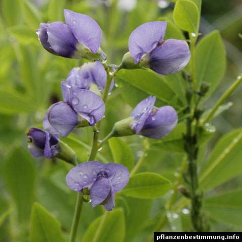 Baptisia australis