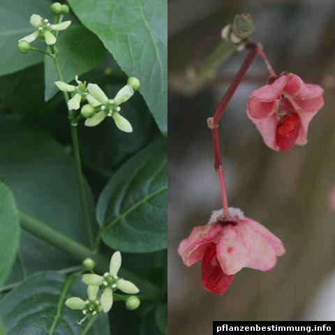 Euonymus europaeus