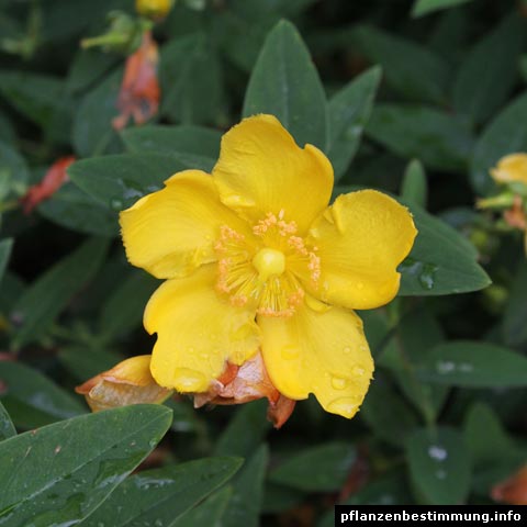 Hypericum calycinum