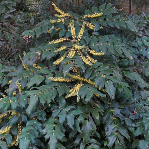 Mahonia media