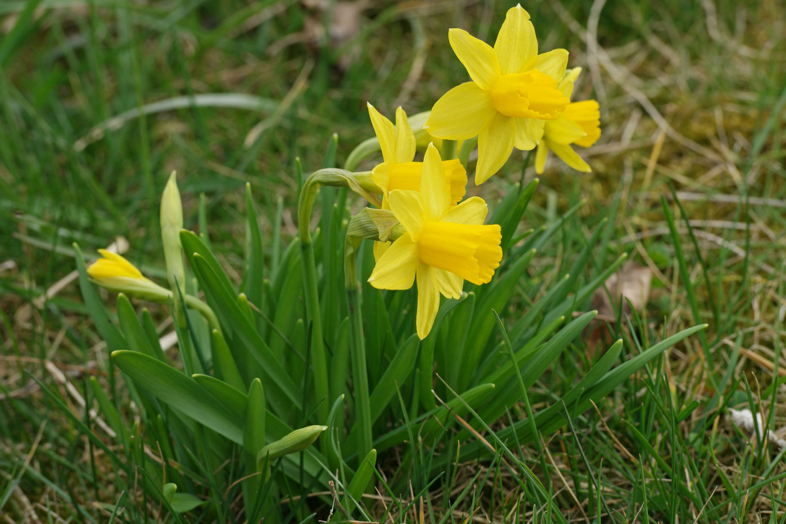 Narcissus-Tete-a-Tete