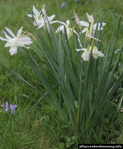 Narcissus Thalia