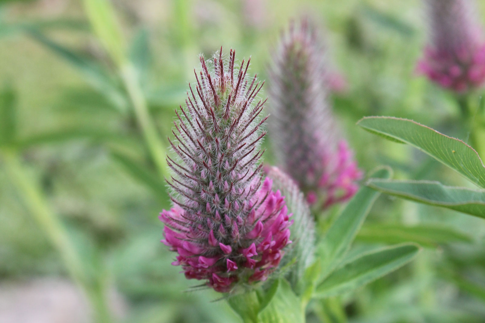 Trifolium rubens