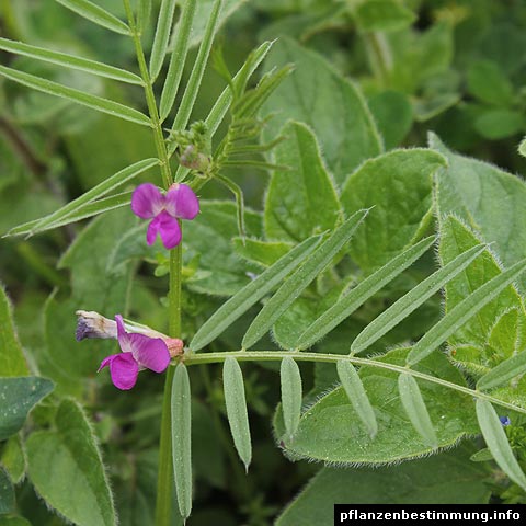 Vicia sativa